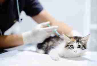 Rhinotracheitis at cats: symptoms, treatment and prevention